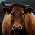 Cattle Continues Slide into the Weekend on Weaker Cash and Beef