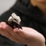 These Cyborg Cockroaches Could Save Your Life